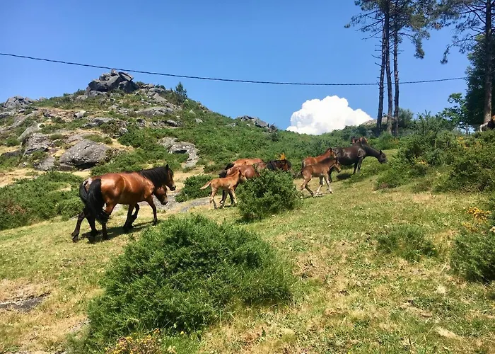 Lantställe A Lonquexa Do Ganan *